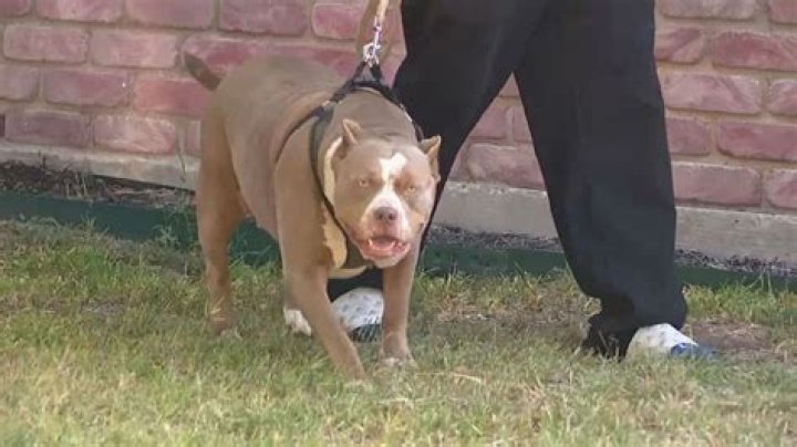 
7-Month-Old Boy ‘Fighting for His Life’ After Being Mauled by Pit Bulls 